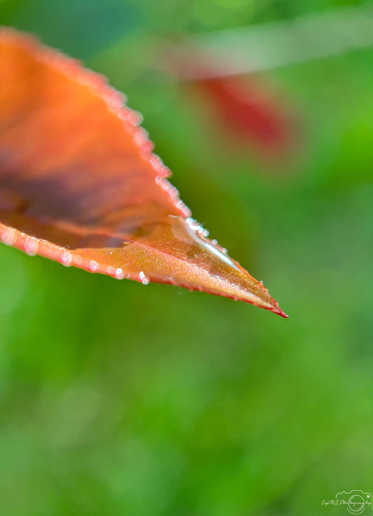 Photographie de la nature - Superbe Droplet V350