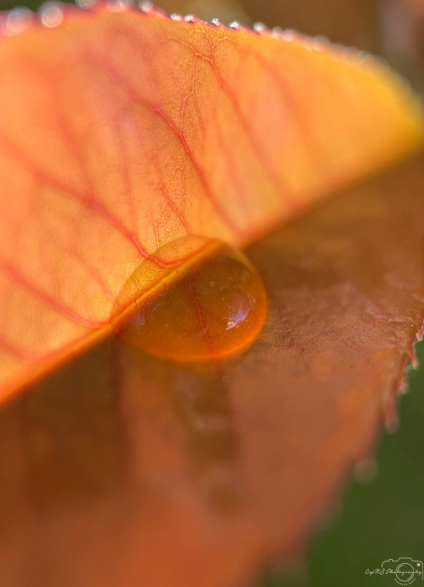 Nature Photography - Superb Droplet V351