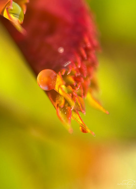 Photographie de la nature - Superbe gouttelette V352