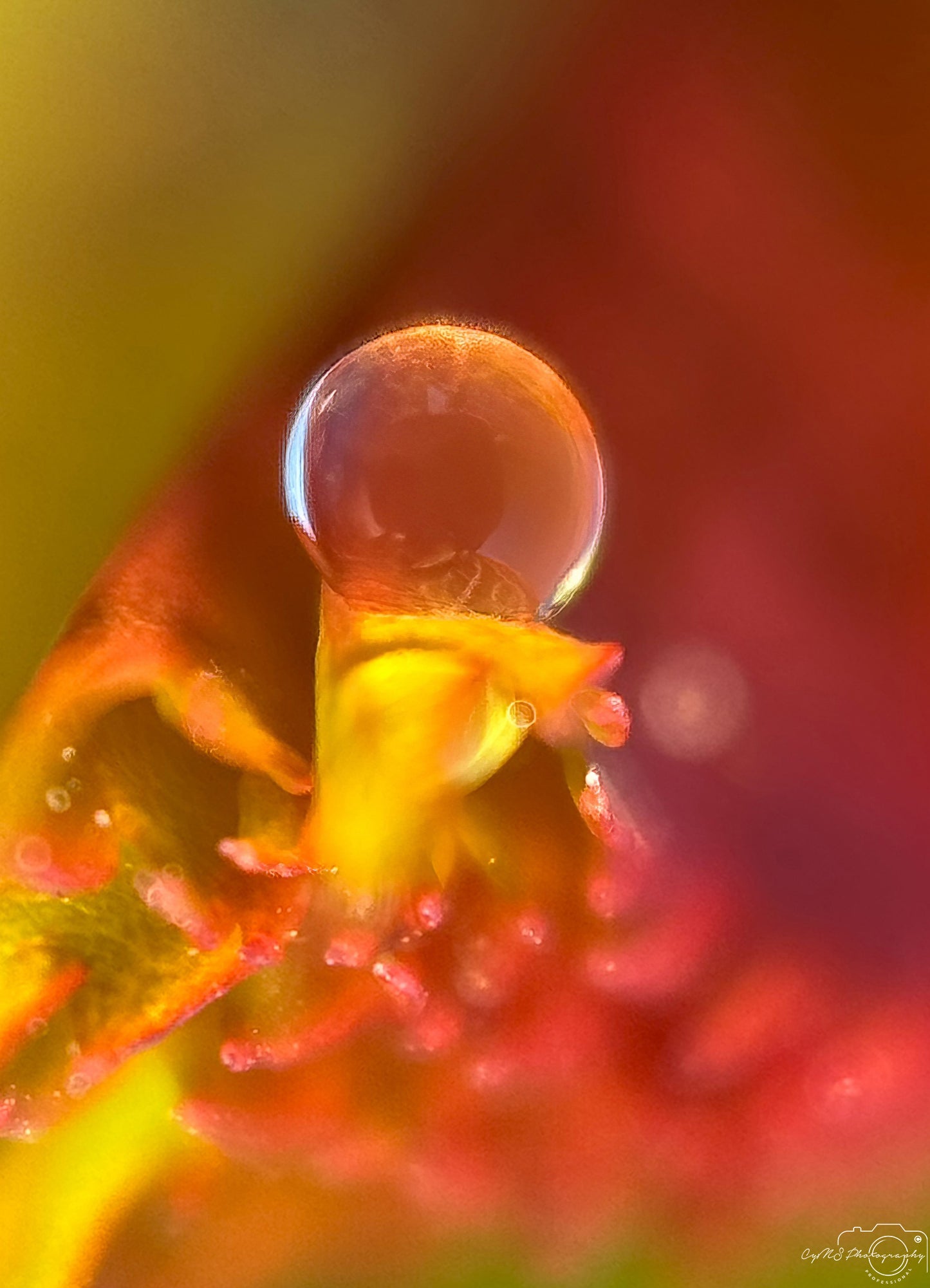 Nature Photography - Superb Droplet V355