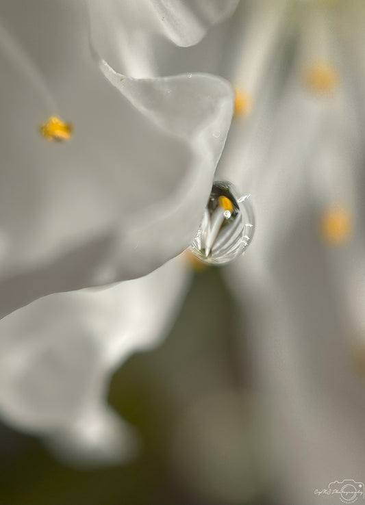 Photographie de la nature - Superbe gouttelette V356