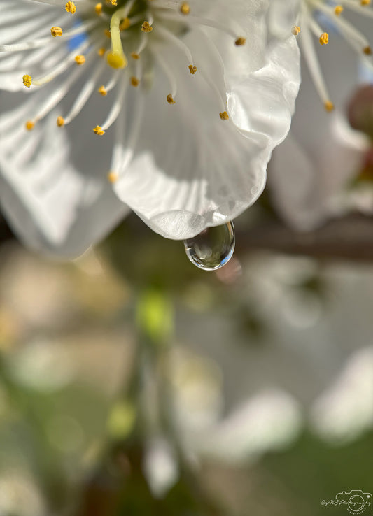 Photographie de la nature - Superbe gouttelette V358