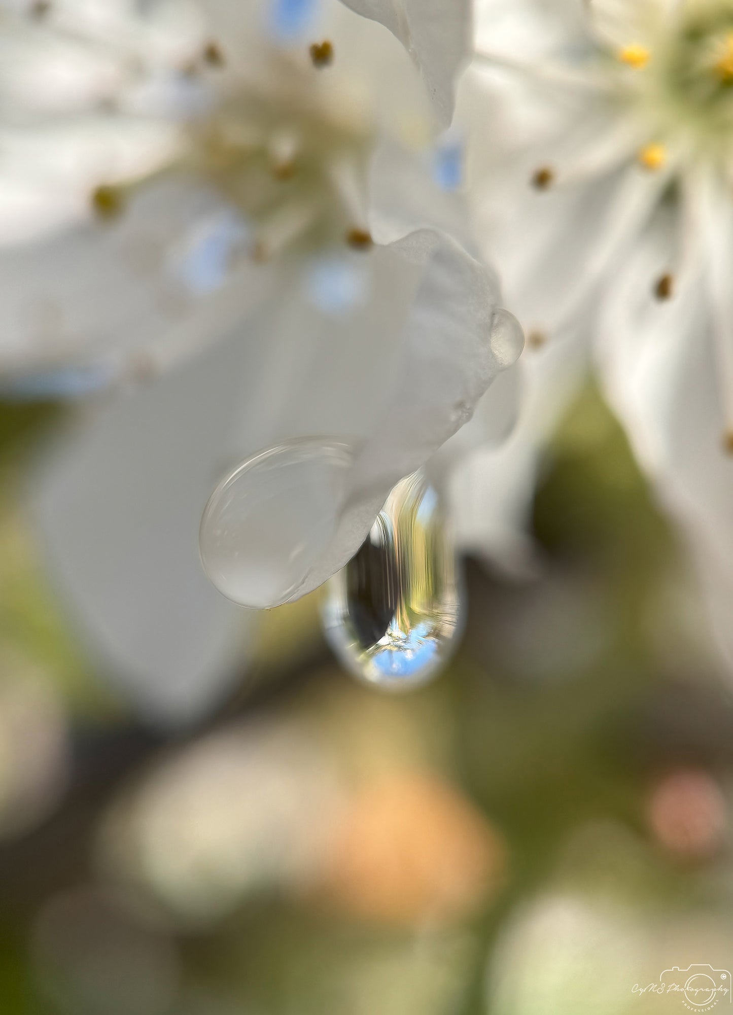 Nature Photography - Superb Droplet V359