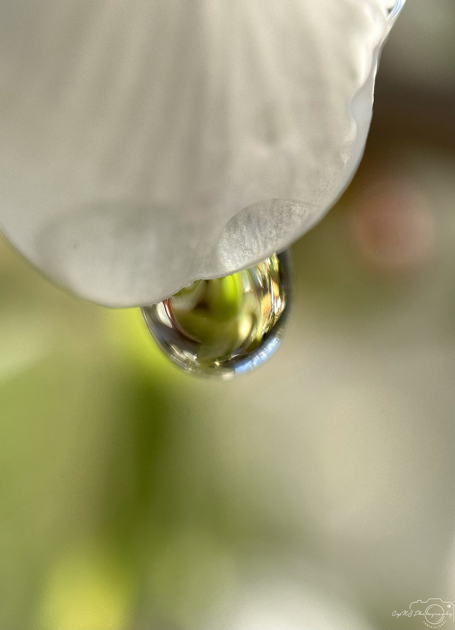 Photographie de la nature - Superbe gouttelette V361