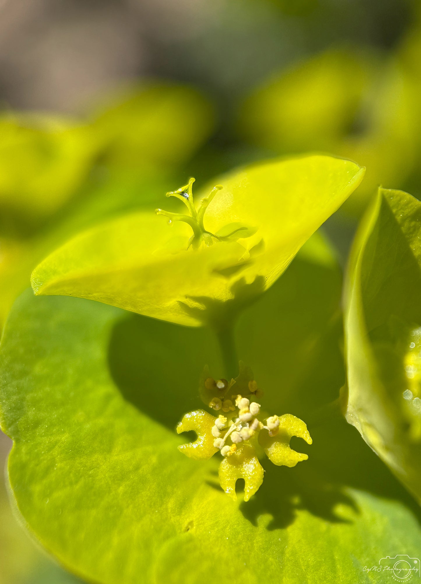 Naturfotografie - Hervorragendes Tröpfchen V365