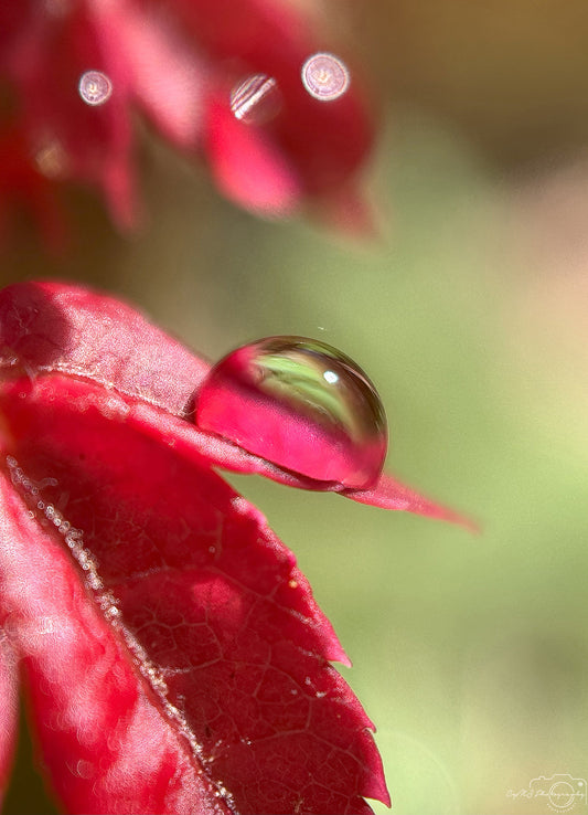 Photographie de la nature - Superbe gouttelette V382
