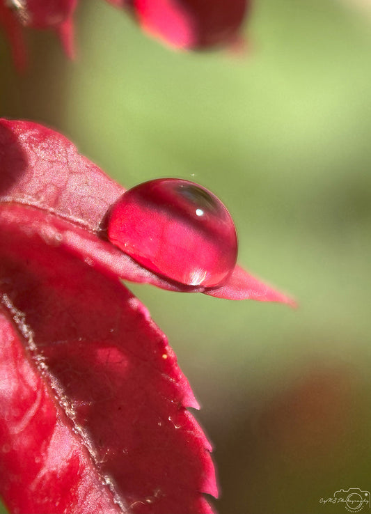 Photographie de la nature - Superbe gouttelette V383