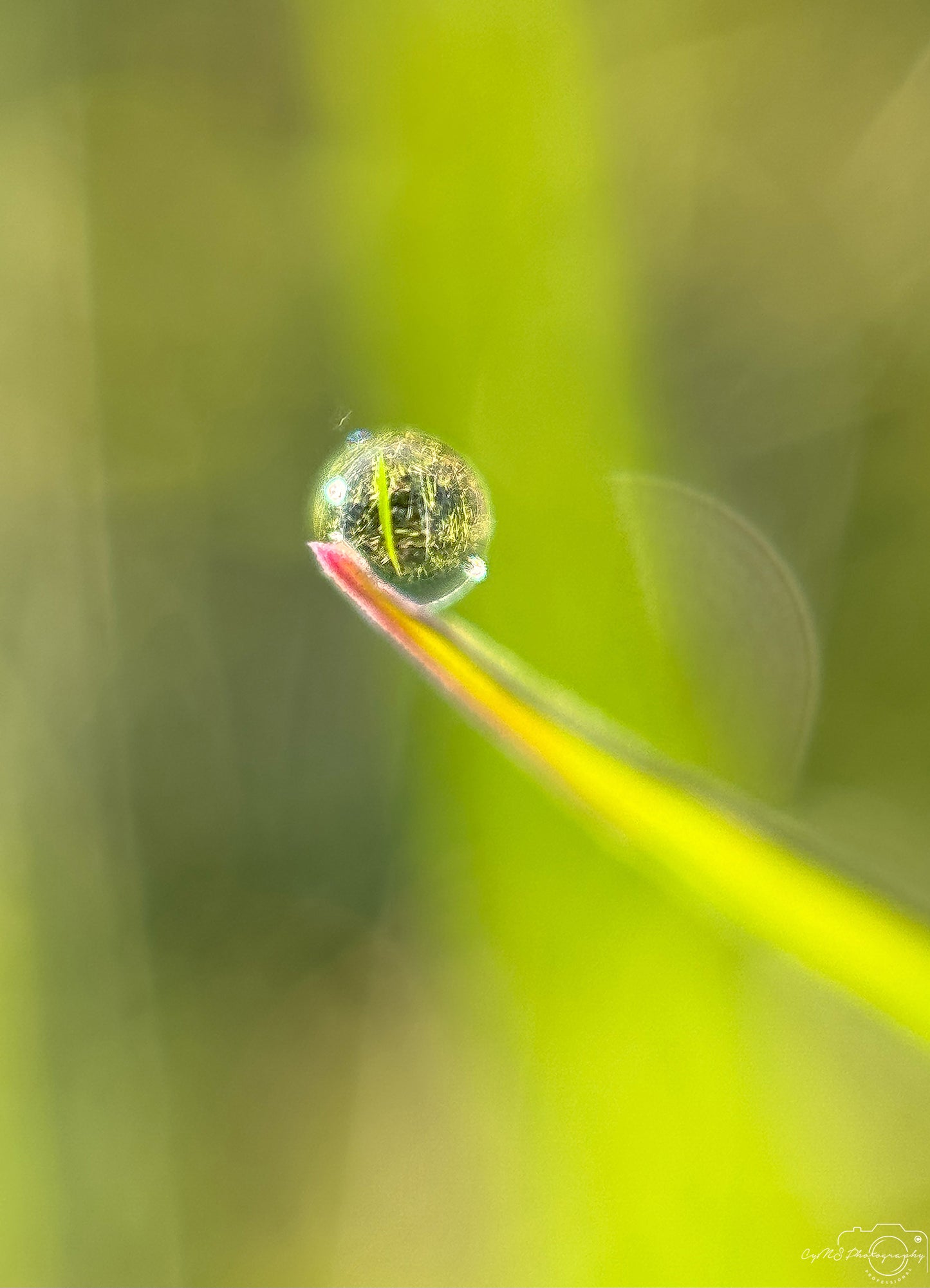 Nature Photography - Superb Droplet V389