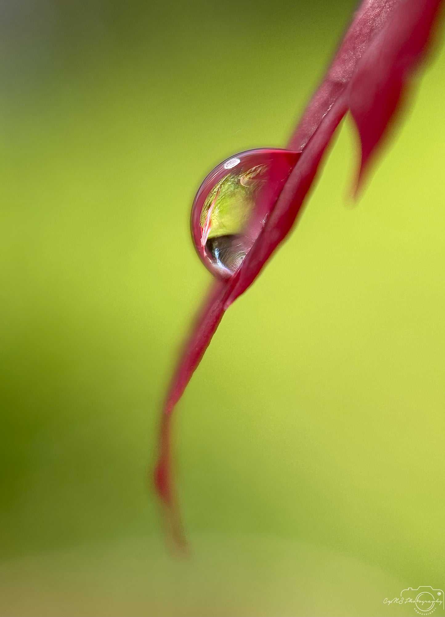 Nature Photography - Superb Droplet V397