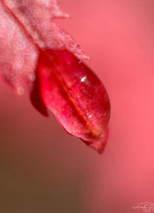 Photographie de la nature - Superbe gouttelette V399