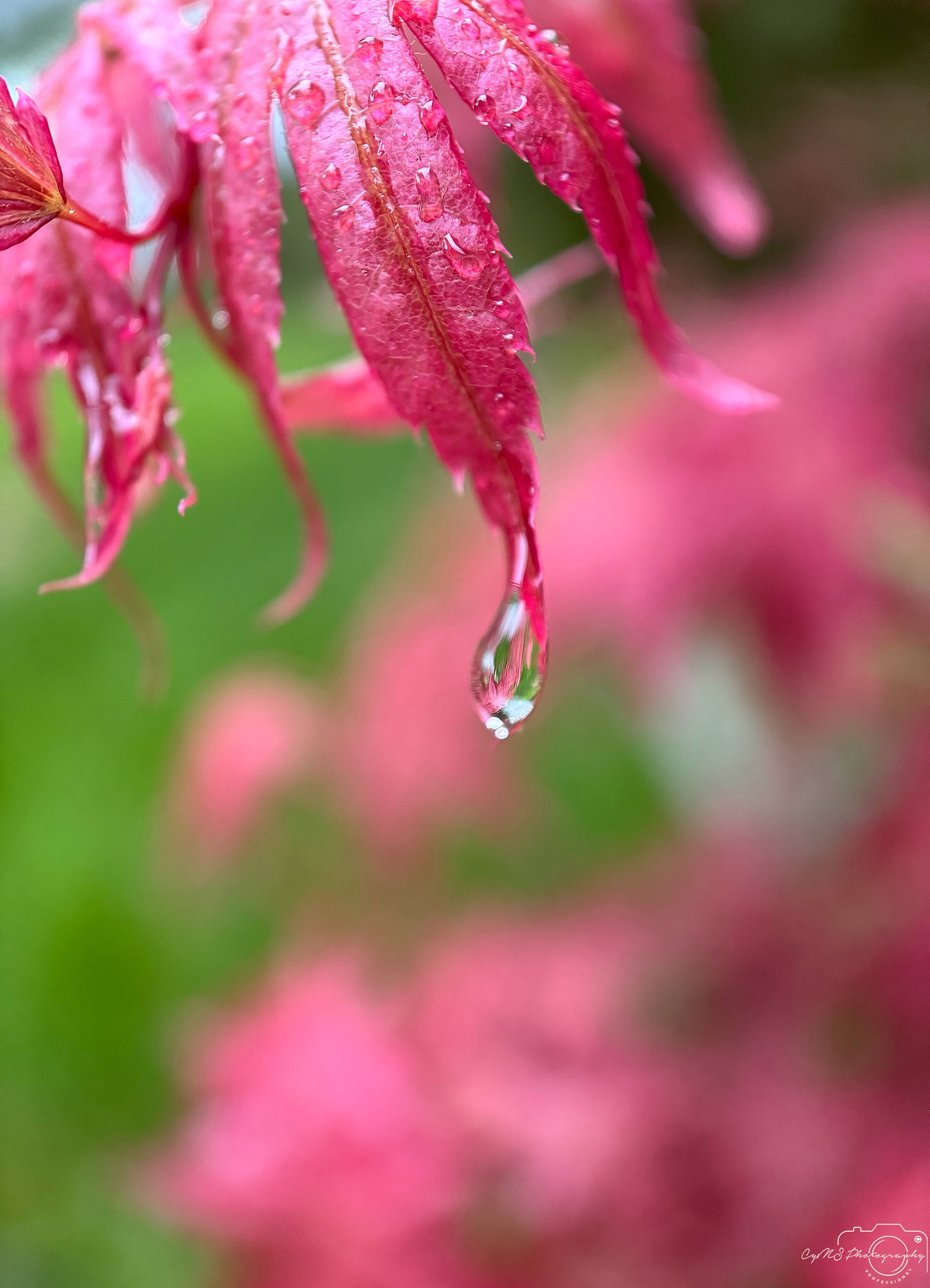 Photographie de la nature - Superbe Droplet V400