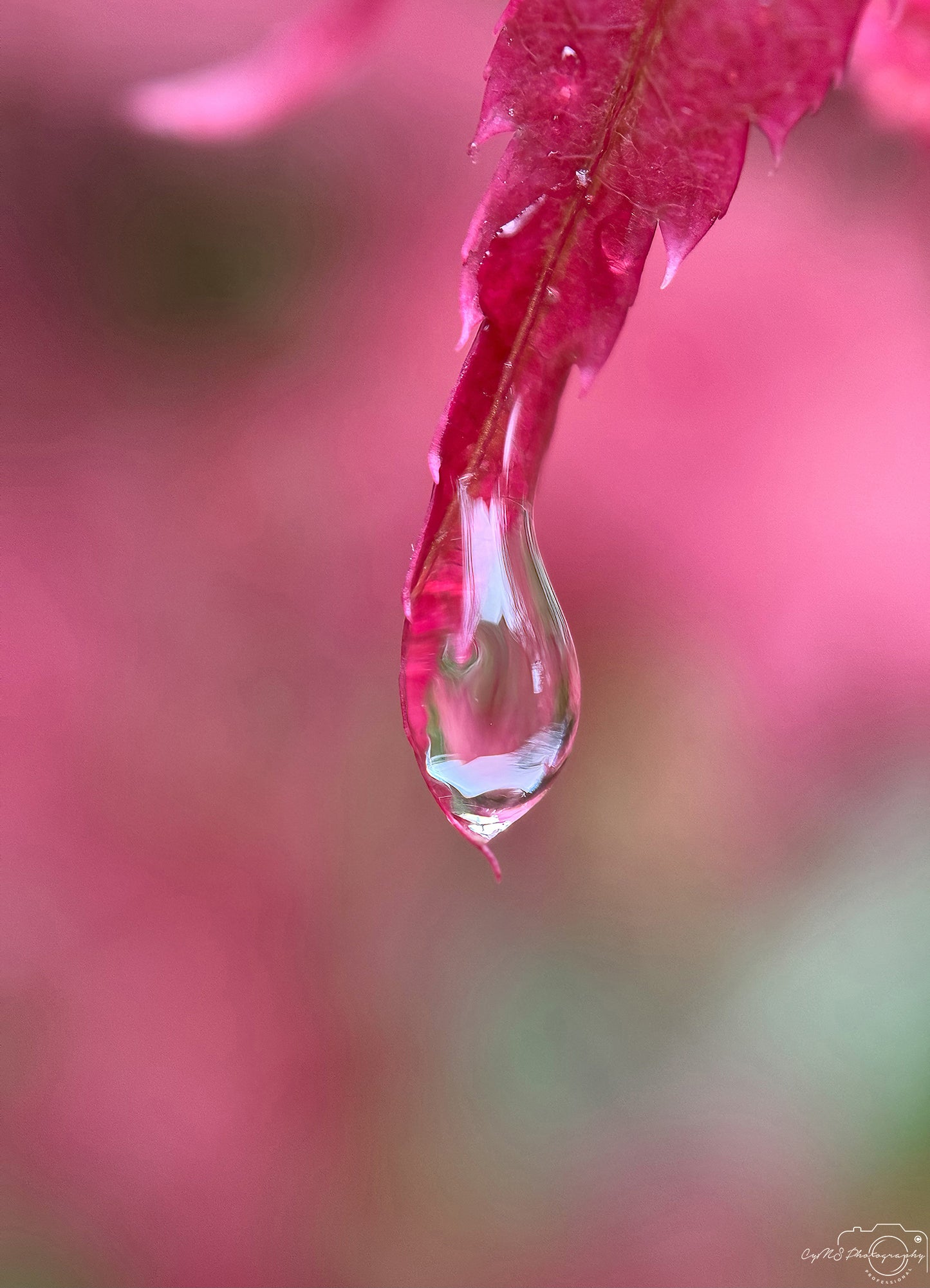 Nature Photography - Superb Droplet V403