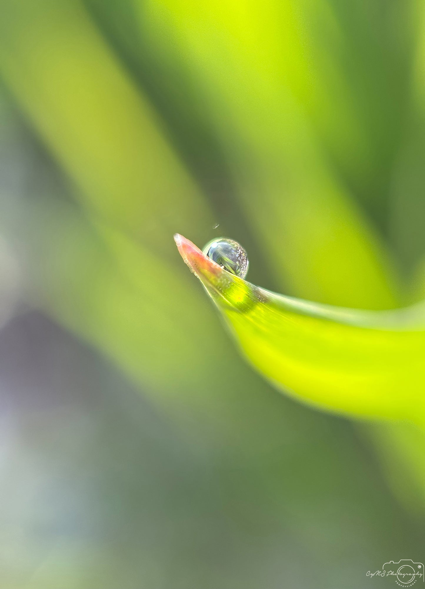 Nature Photography - Superb Droplet V408
