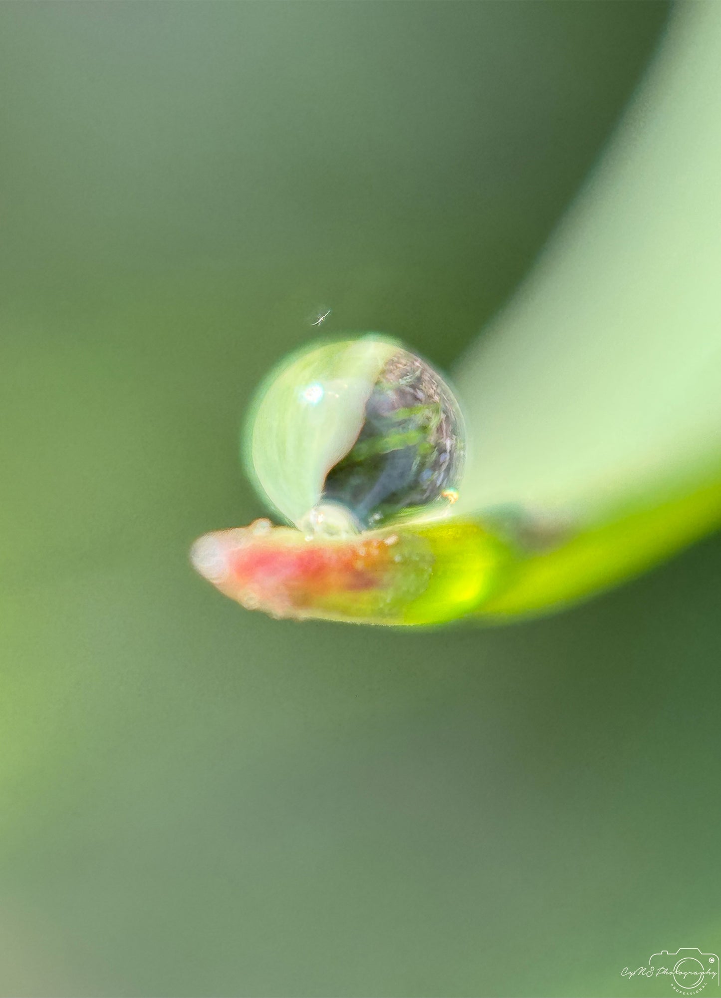 Nature Photography - Superb Droplet V410