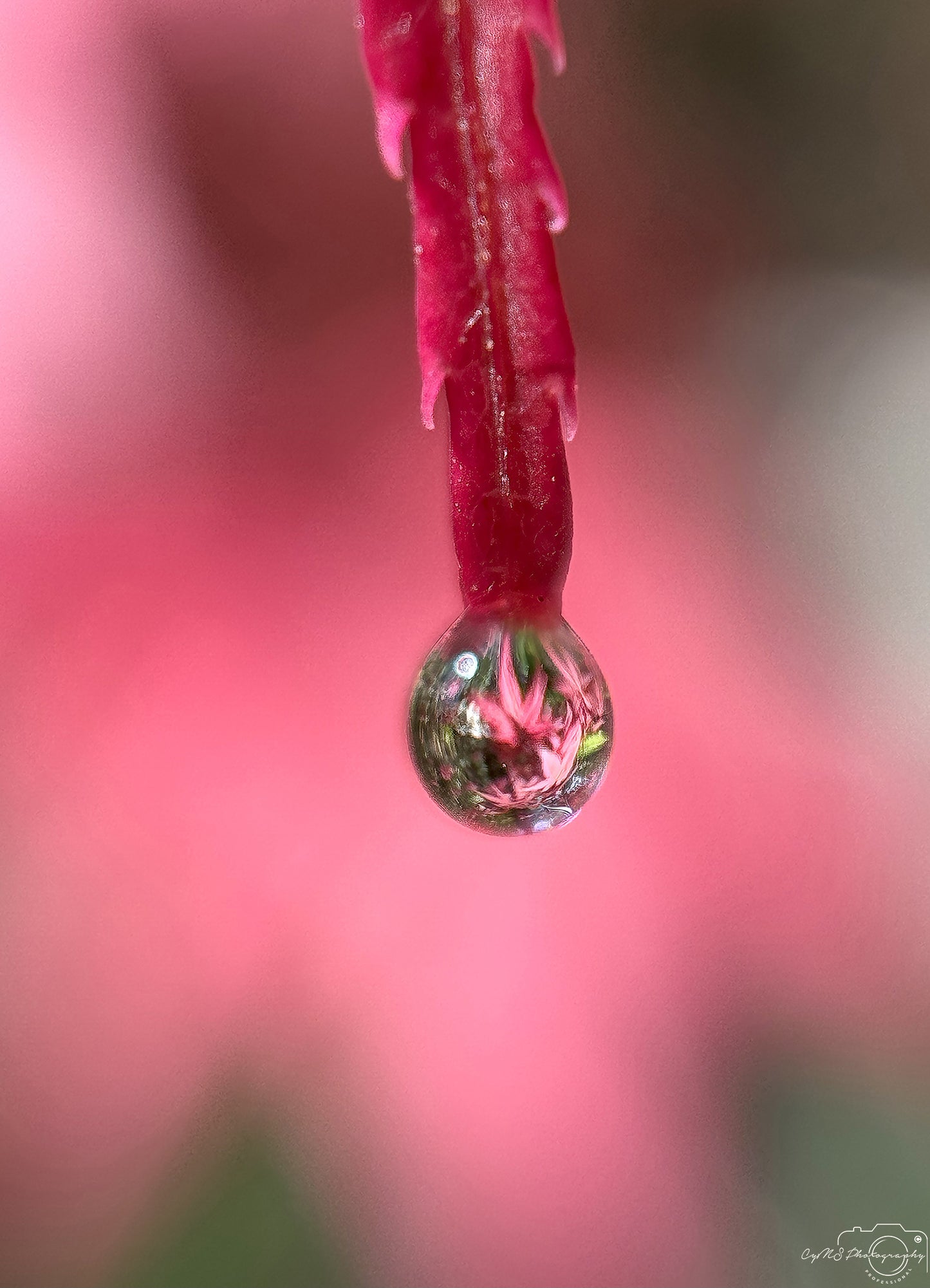 Photographie de la nature - Superbe gouttelette V414
