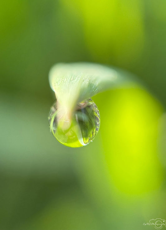 Photographie de la nature - Superbe gouttelette V418