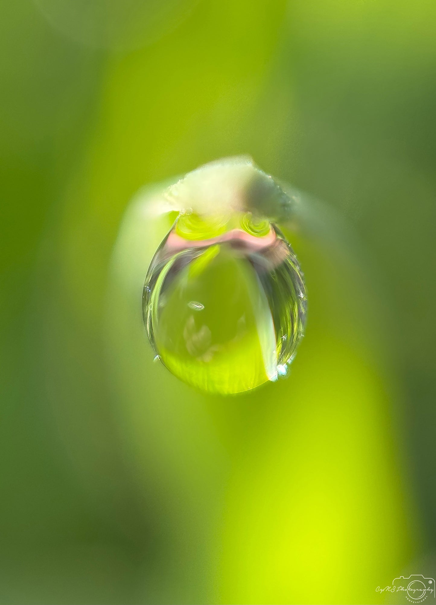 Photographie de la nature - Superbe gouttelette V419
