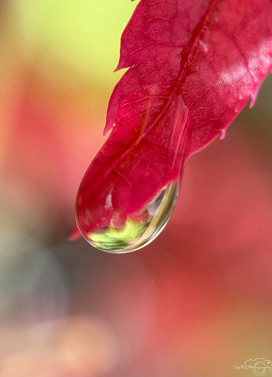 Photographie de la nature - Superbe gouttelette V422
