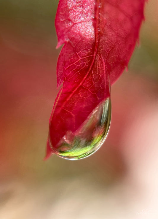 Photographie de la nature - Superbe gouttelette V423
