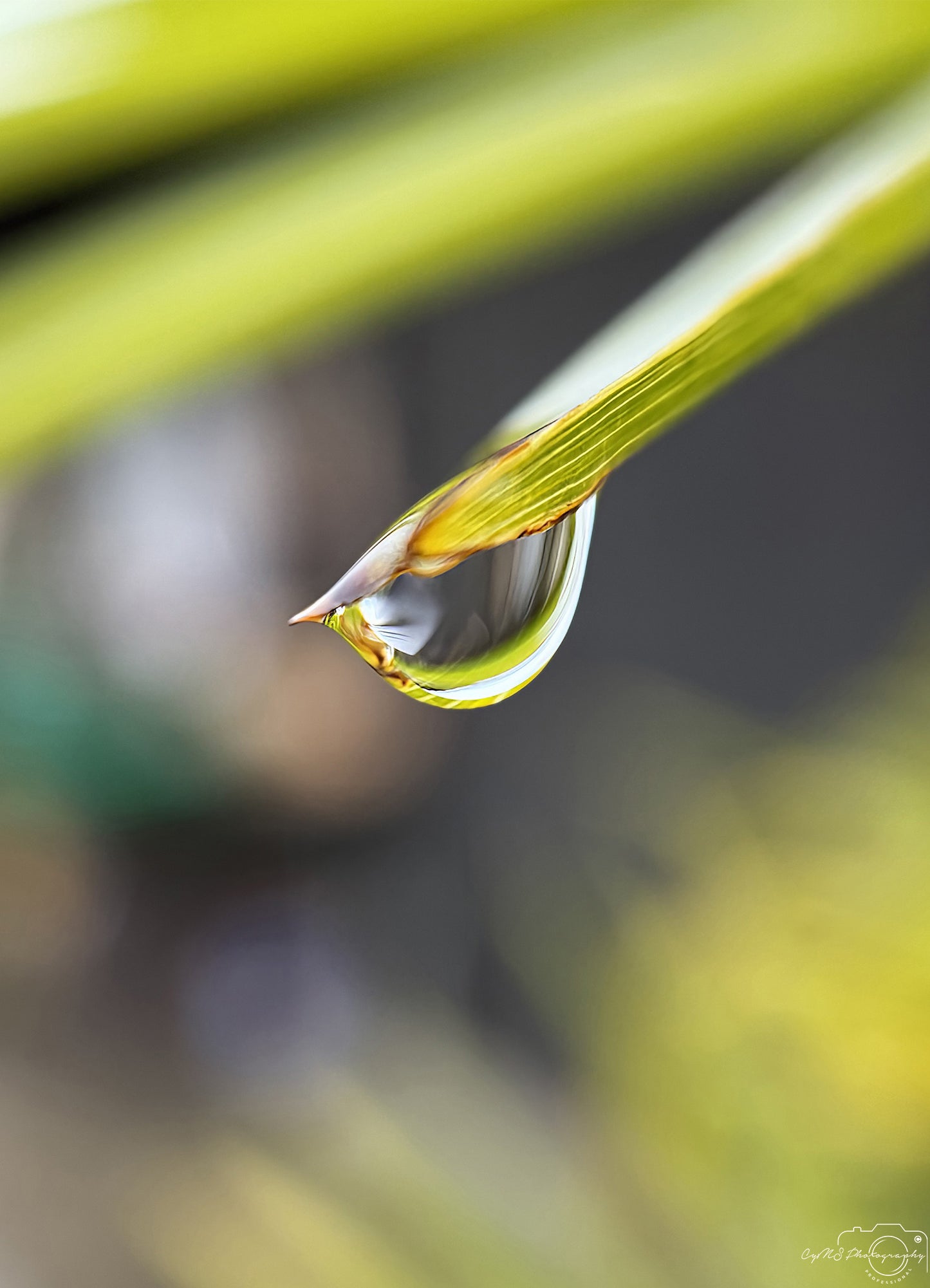 Photographie de la nature - Superbe gouttelette V424