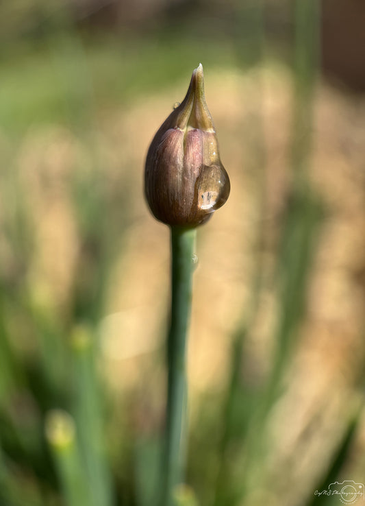 Photographie de la nature - Superbe gouttelette V437