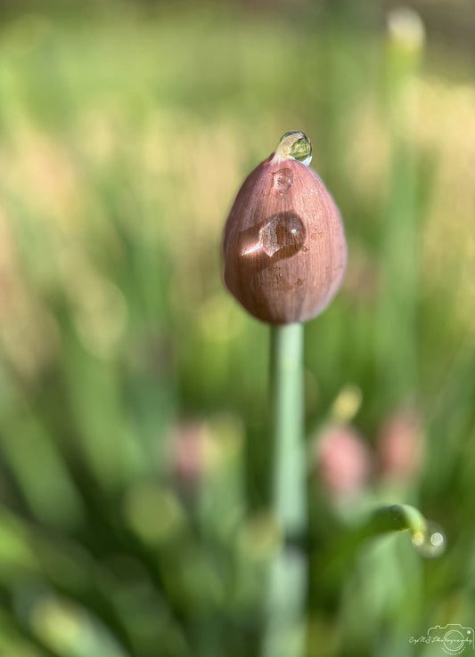 Photographie de la nature - Superbe gouttelette V438