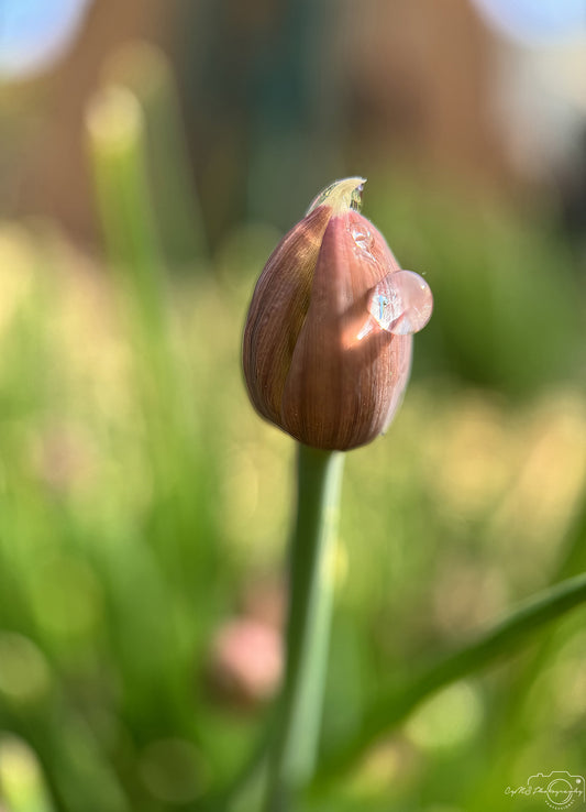 Photographie de la nature - Superbe gouttelette V439