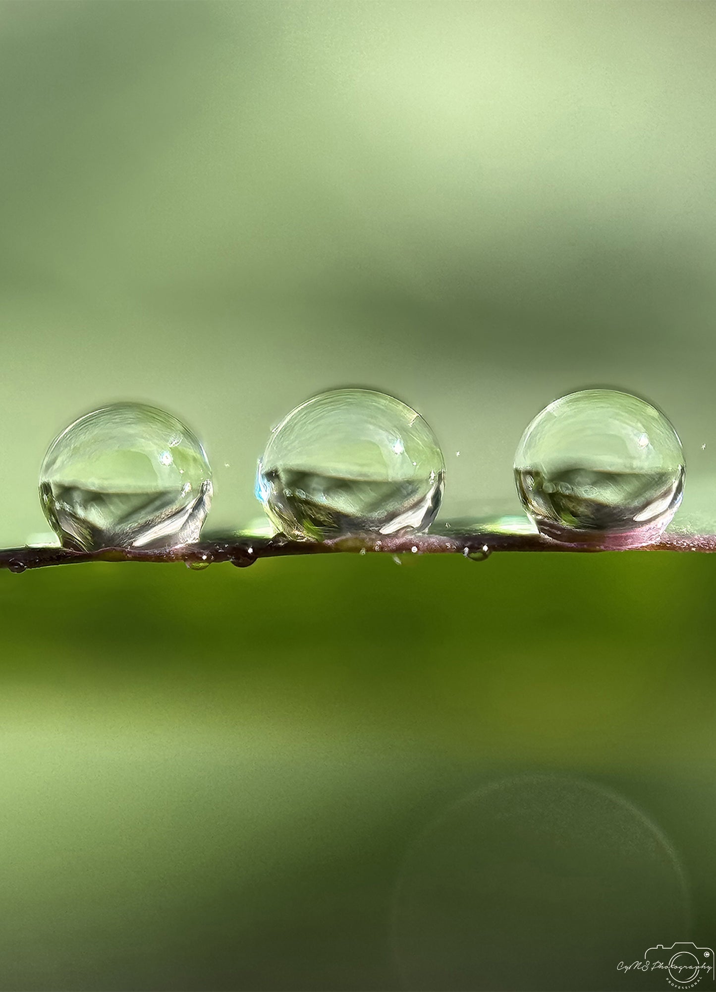 Photographie de la nature - Superbe gouttelette V441