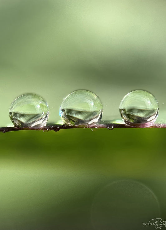 Photographie de la nature - Superbe gouttelette V441