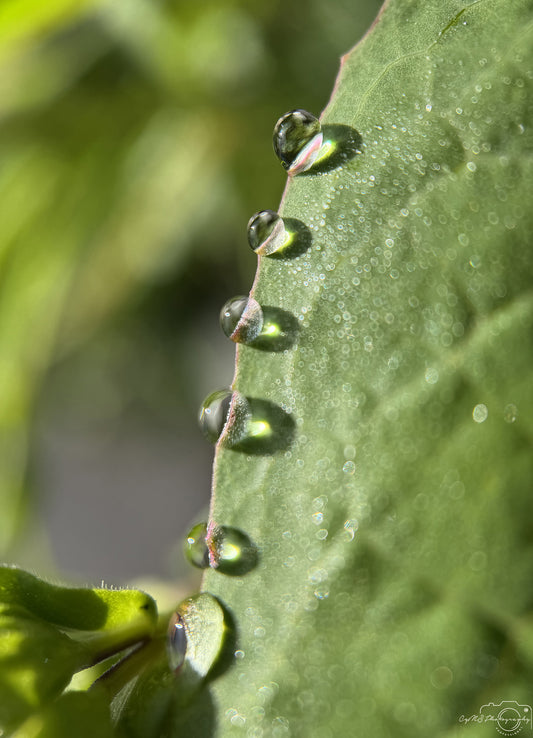 Photographie de la nature - Superbe gouttelette V442