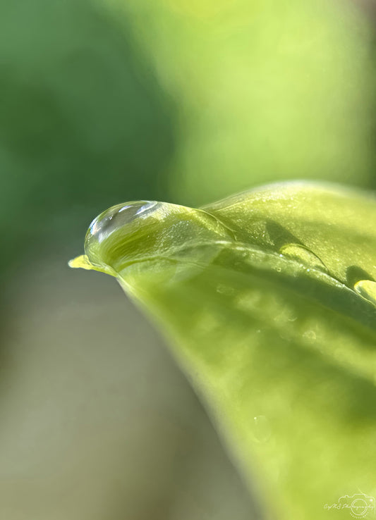 Photographie de la nature - Superbe gouttelette V446