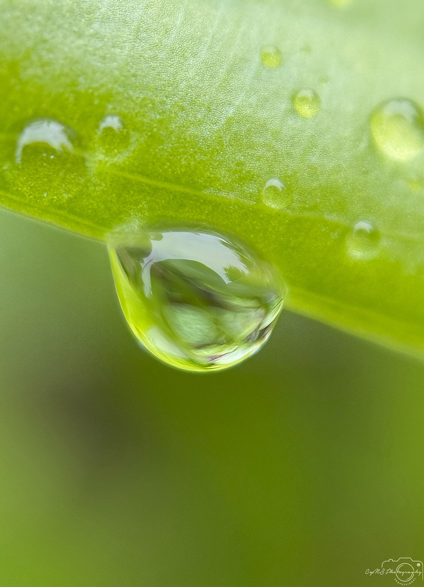 Photographie de la nature - Superbe gouttelette V447