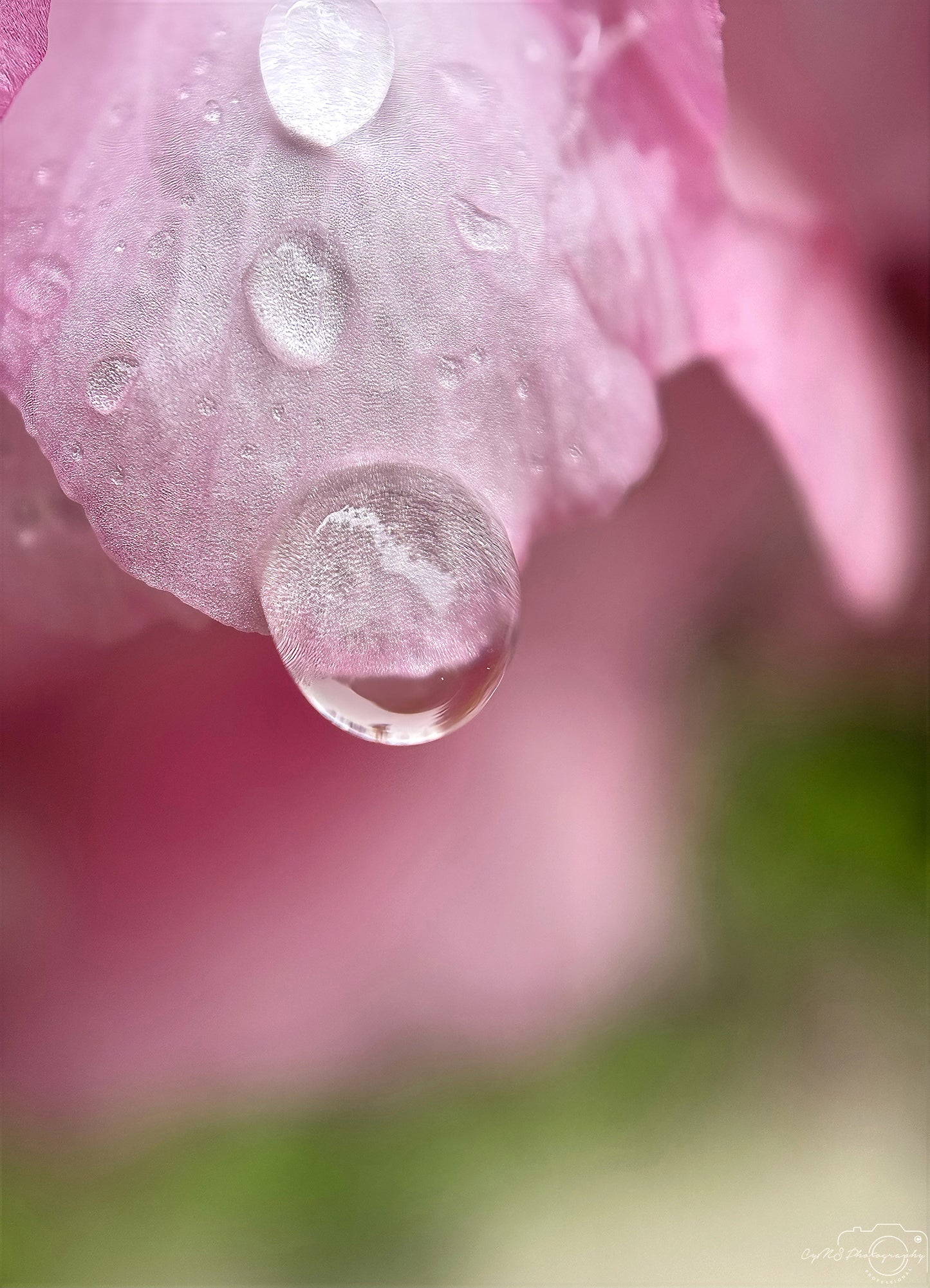 Naturfotografie - Superb Droplet V450