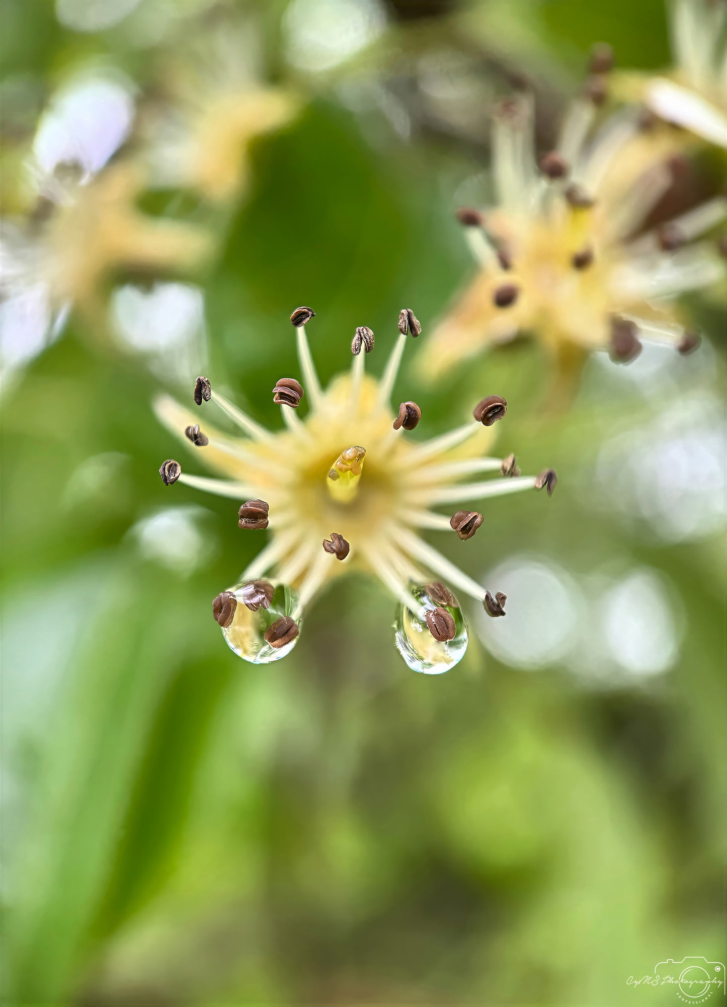Photographie de la nature - Superbe gouttelette V452