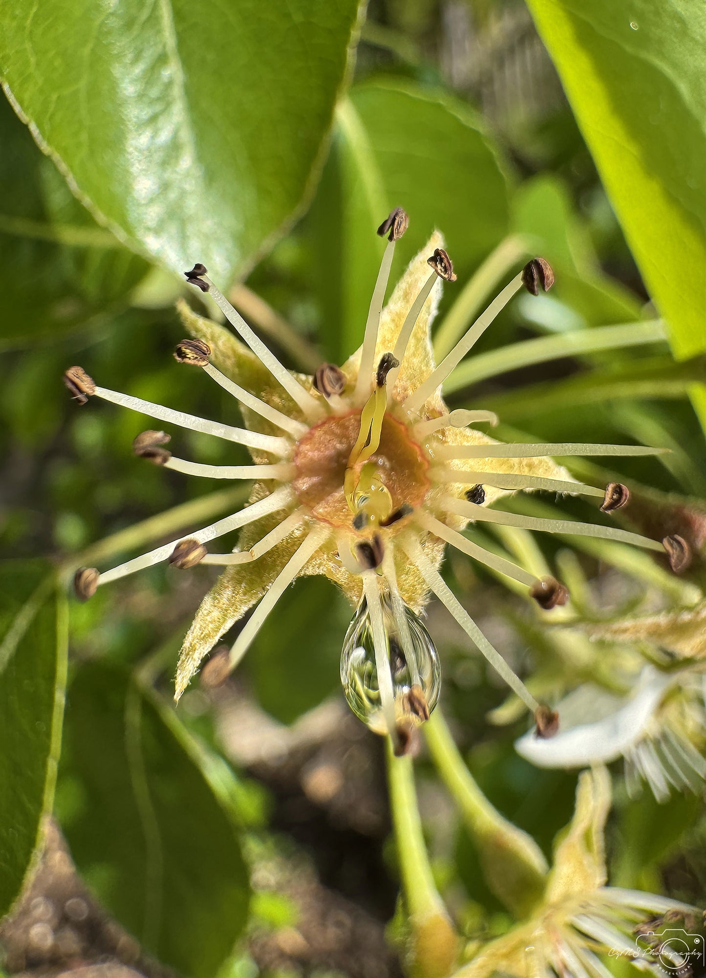 Photographie de la nature - Superbe gouttelette V453