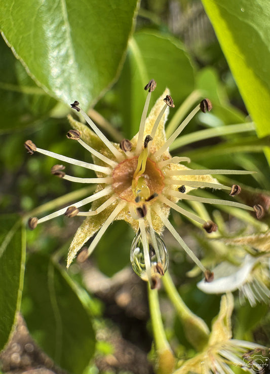 Photographie de la nature - Superbe gouttelette V453