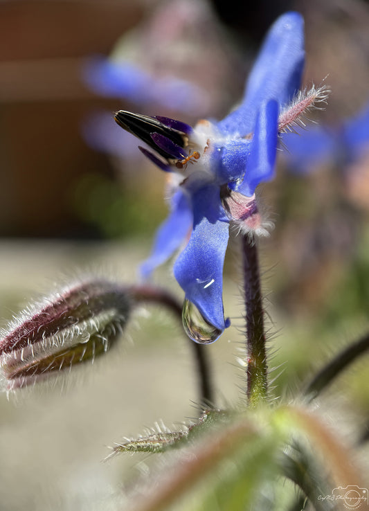 Photographie de la nature - Superbe gouttelette V456