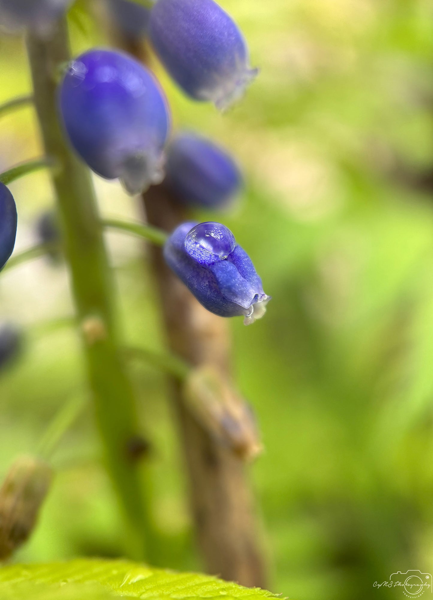 Naturfotografie - Hervorragendes Tröpfchen V458