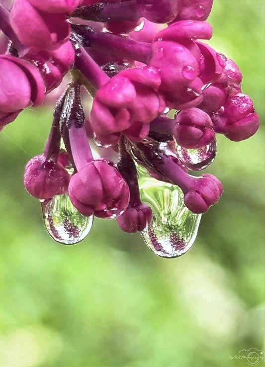 Photographie de la nature - Superbe Droplet V460
