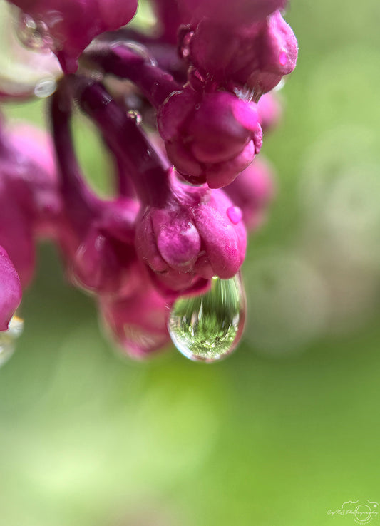 Photographie de la nature - Superbe gouttelette V462