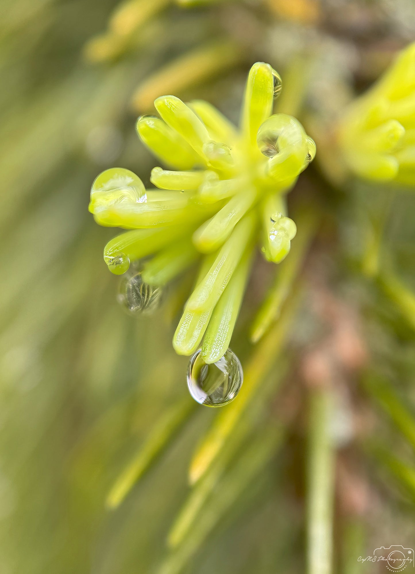 Naturfotografie - Hervorragendes Tröpfchen V464