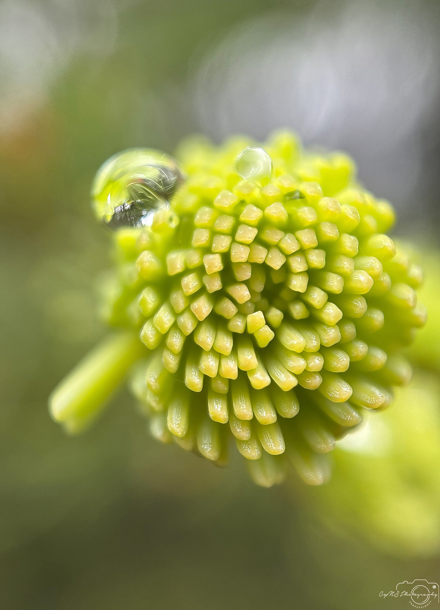 Naturfotografie - Hervorragendes Tröpfchen V466