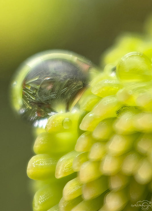 Photographie de la nature - Superbe gouttelette V467
