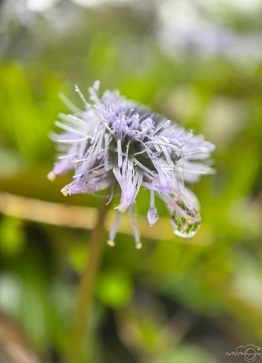 Photographie de la nature - Superbe gouttelette V468