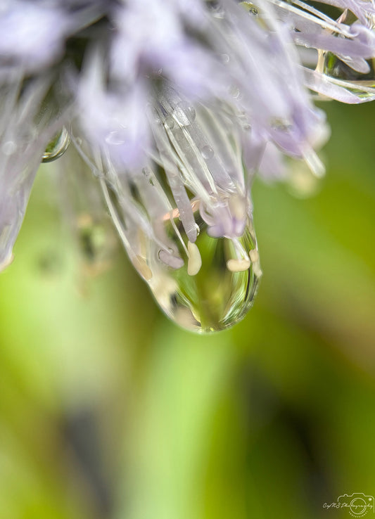 Photographie de la nature - Superbe Droplet V470