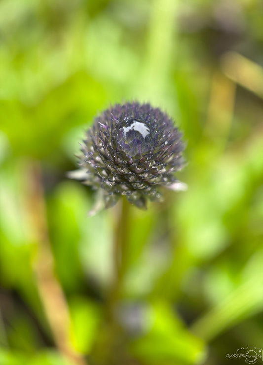 Photographie de la nature - Superbe gouttelette V472