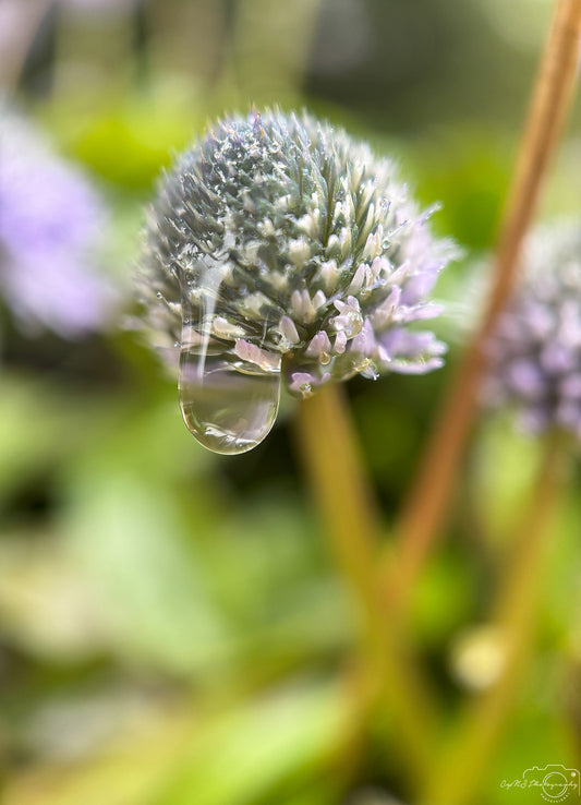 Photographie de la nature - Superbe gouttelette V473