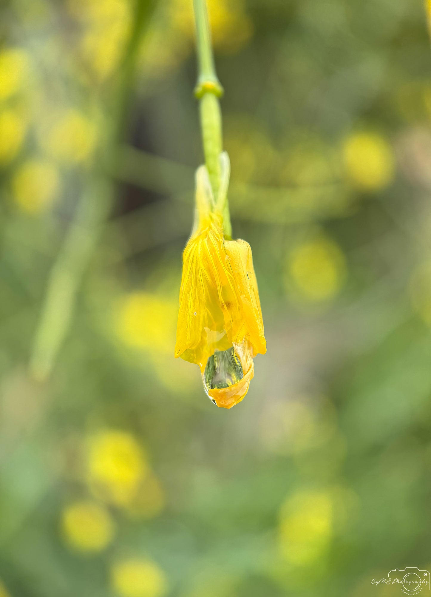 Schöner Wassertropfen_V476