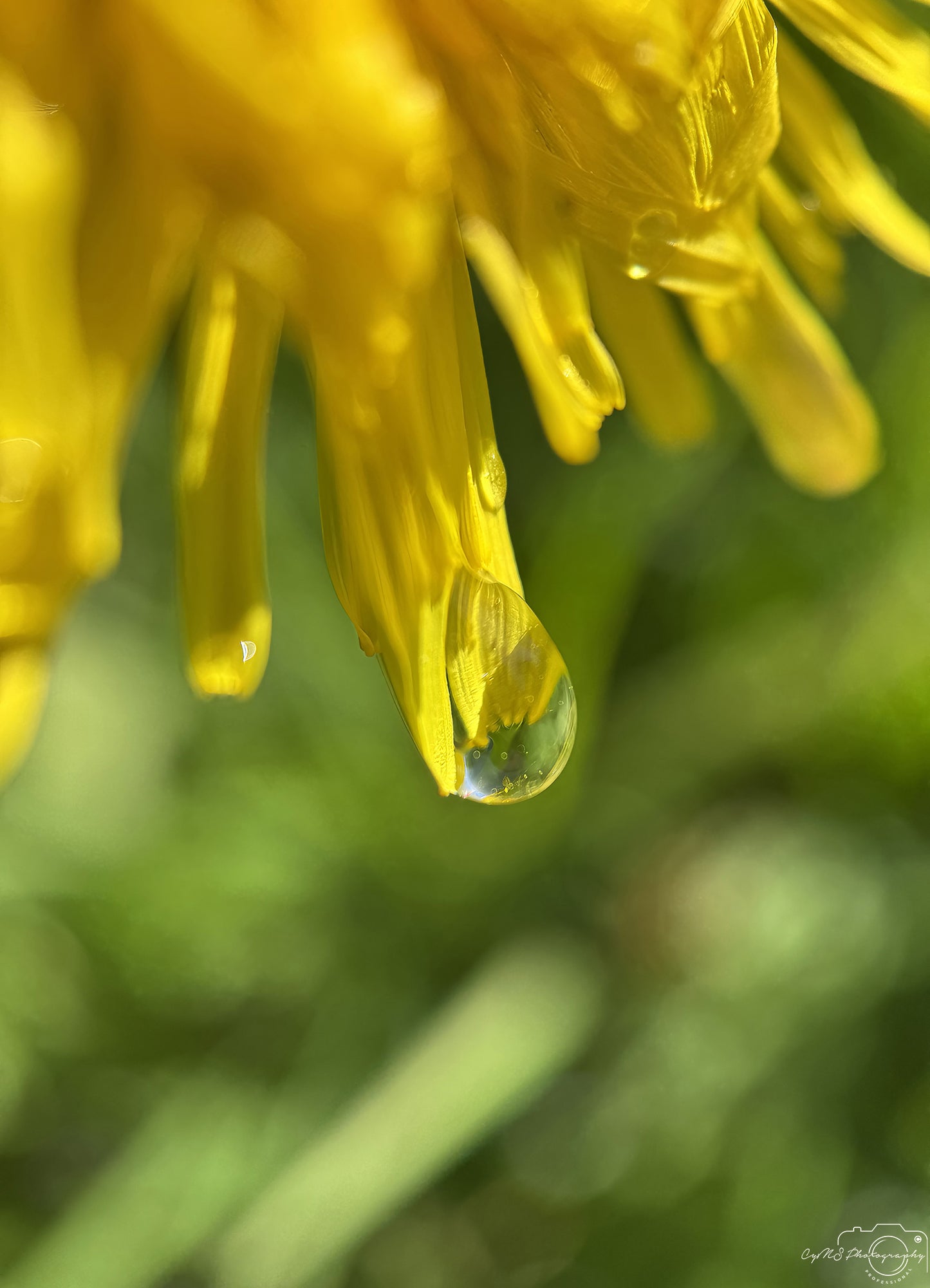 Nature Photography - Superb Droplet V478