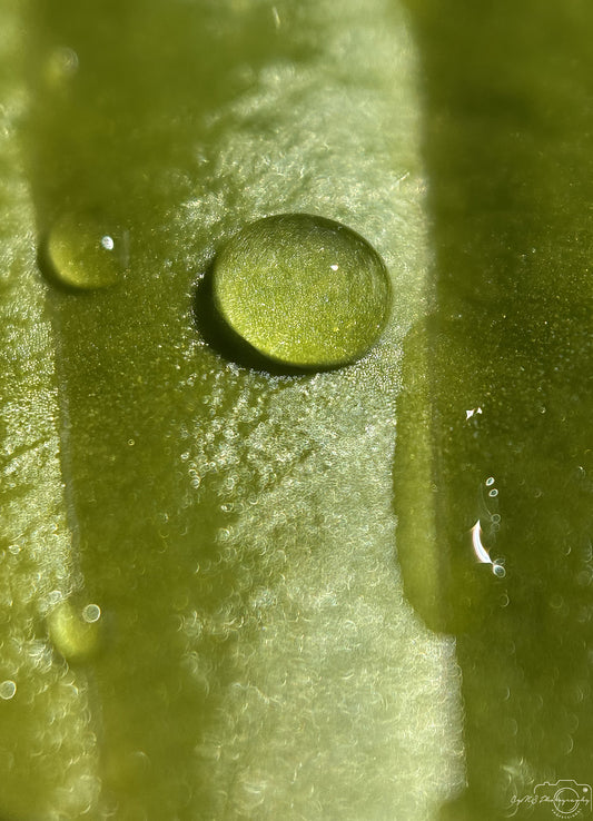 Photographie de la nature - Superbe gouttelette V481